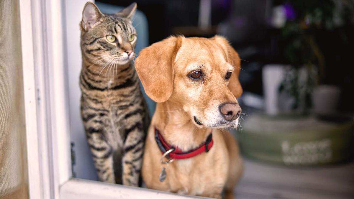 Perro y gato en ventana