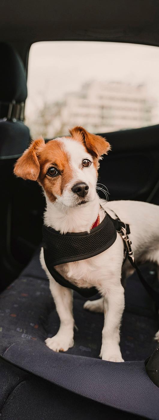 Perro en el coche